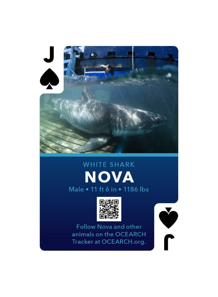 OCEARCH™ Shark Playing Cards - 1st Edition